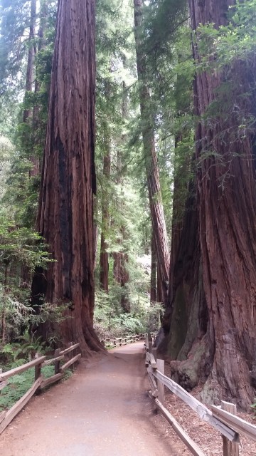 Muir Woods (2)